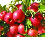 Питомник плодово-ягодных культур реализует саженцы в Алматы