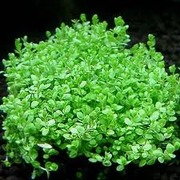 Аквариумные растения - химеантус куба