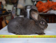 Продам кроликов породы “Фландер”