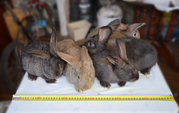 Продам живым весом кроликов крупных,  мясных пород