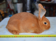 Продам кроликов “Новозеландской Красной” породы
